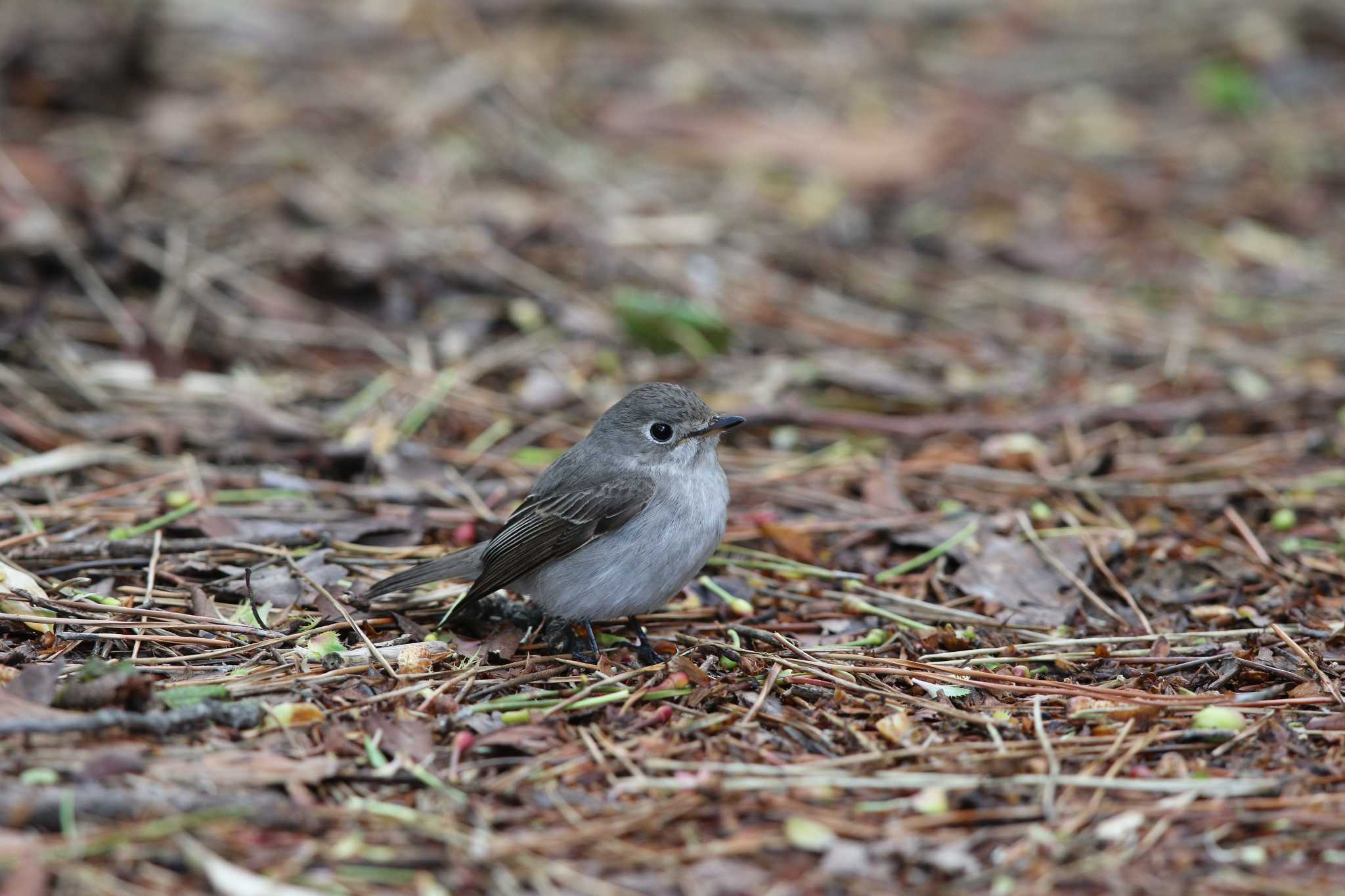 Asian Brown Flycatcher