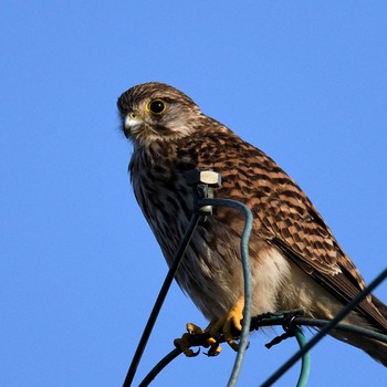 Common Kestrel Mishima Island Sat, 10/31/2020