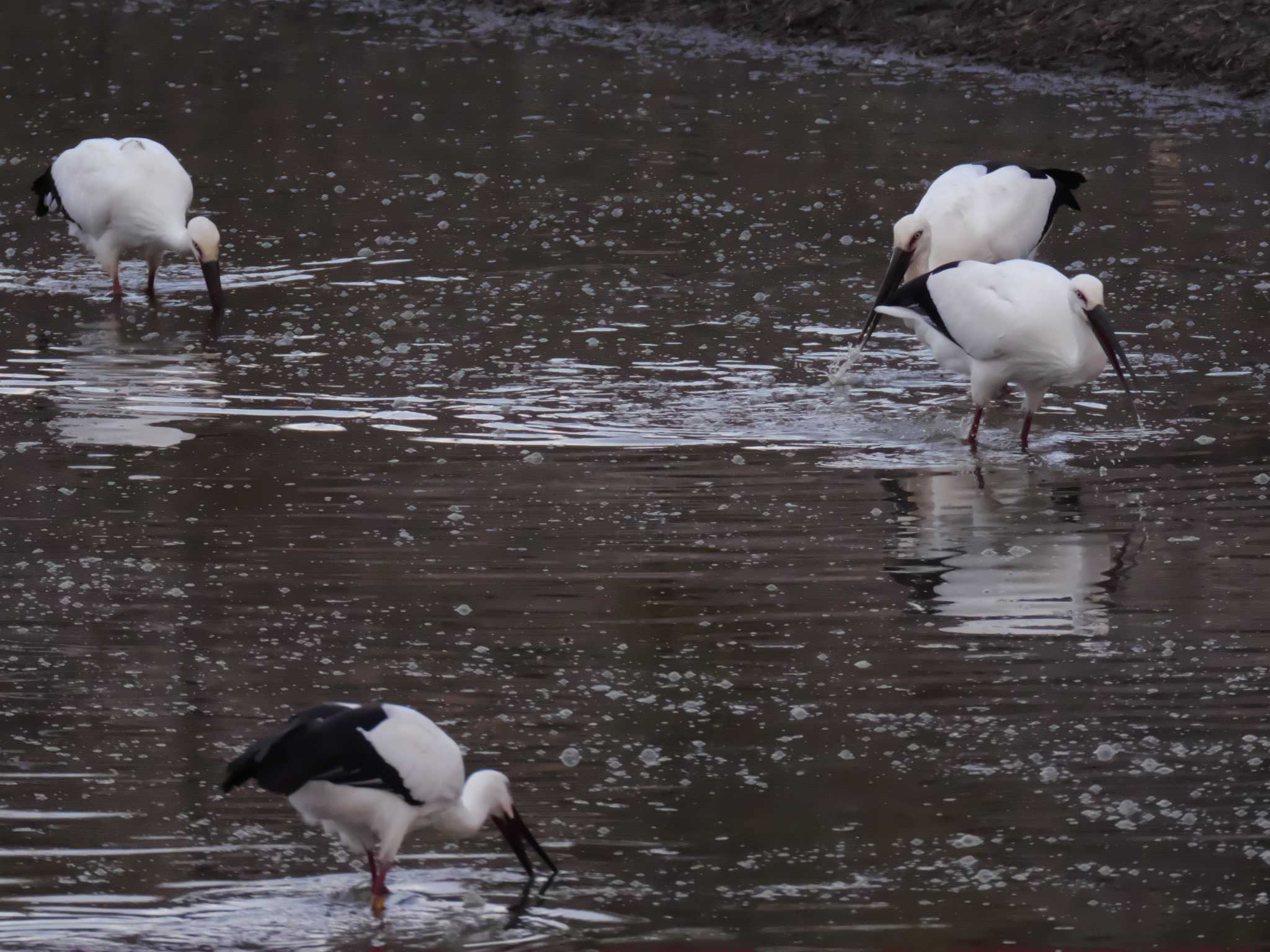 Oriental Stork