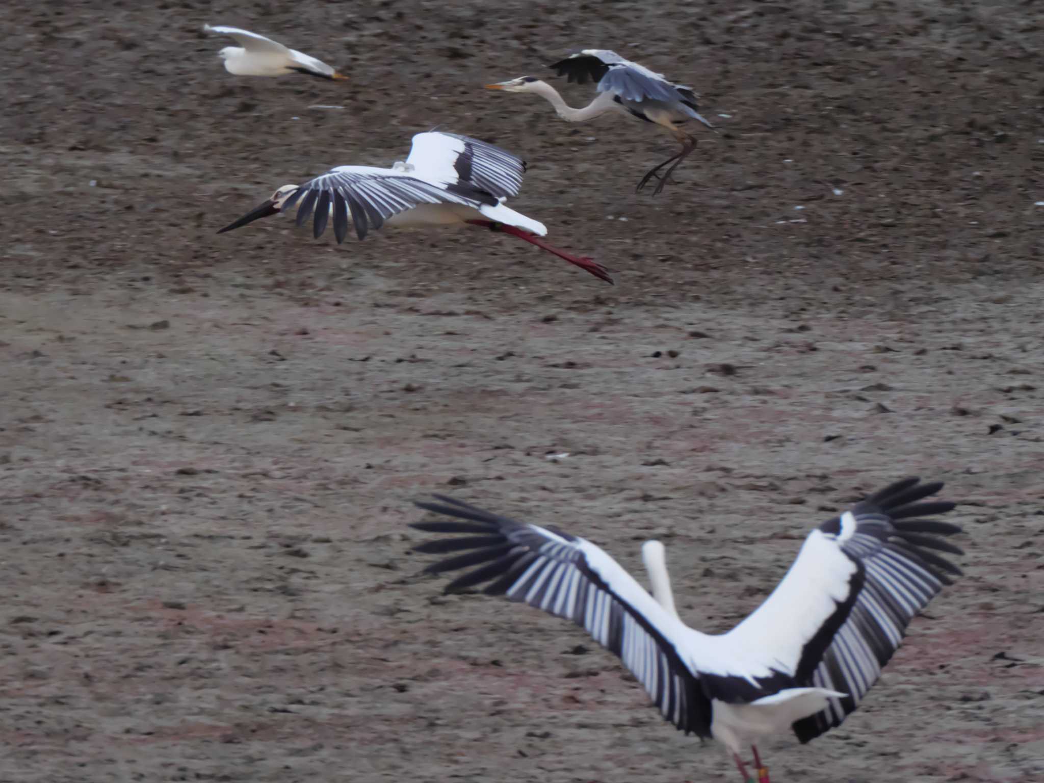 Oriental Stork