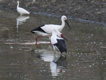 Sun, 11/1/2020 Birding report at 明石市