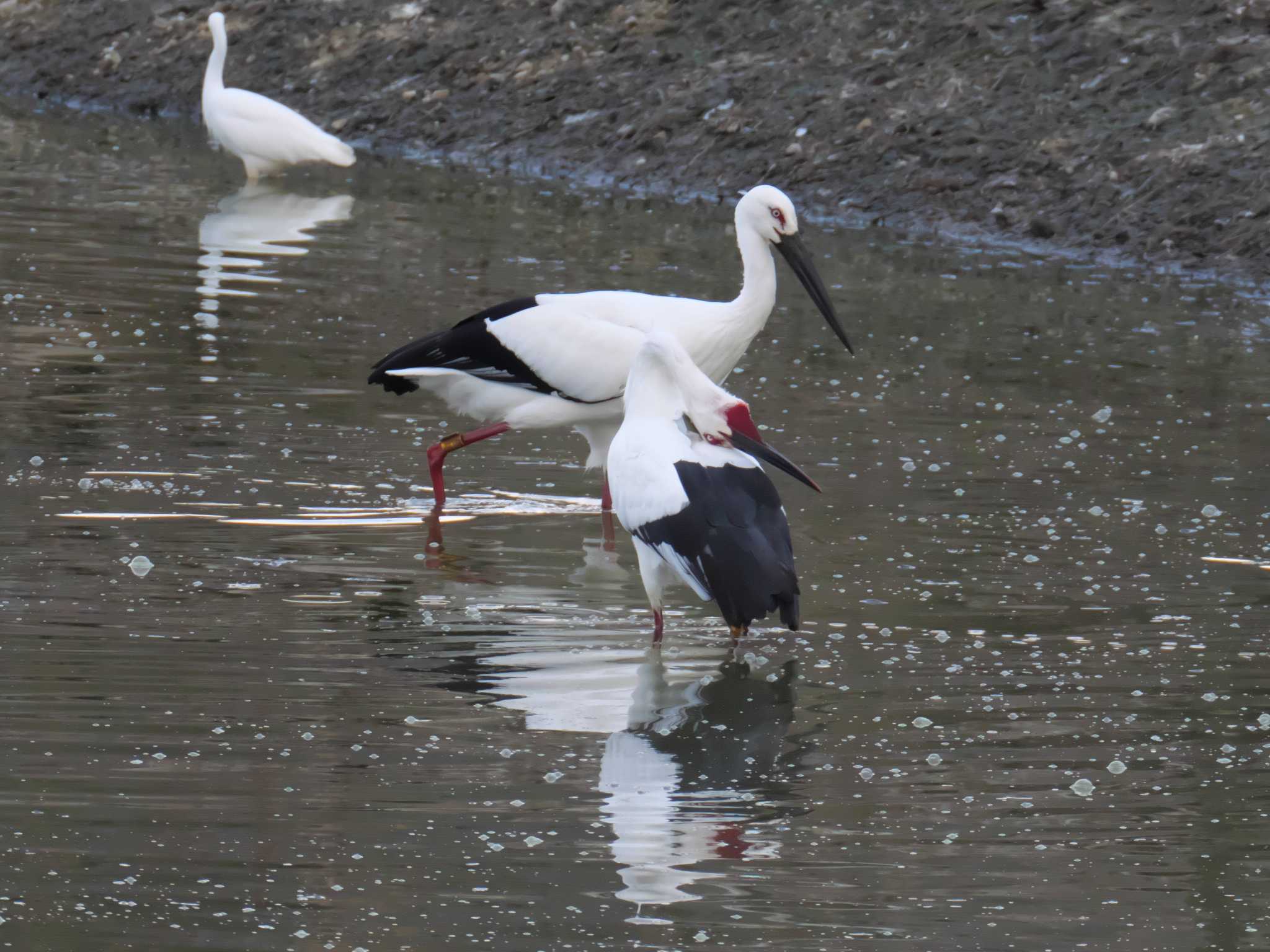 Oriental Stork