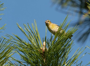 Eurasian Siskin Unknown Spots Sat, 10/31/2020