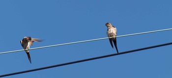 Red-rumped Swallow 自宅前 Sun, 9/4/2016