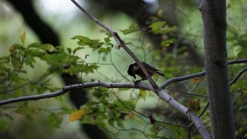 2020年11月1日(日) 秋ヶ瀬公園の野鳥観察記録