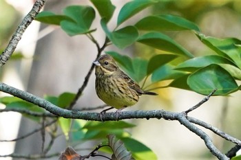 Masked Bunting 兵庫県明石市魚住町金ケ崎 Fri, 10/30/2020