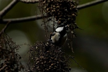 Japanese Tit 兵庫県明石市魚住町金ケ崎 Fri, 10/30/2020