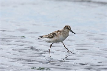 Broad-billed Sandpiper Sambanze Tideland Sat, 9/3/2016