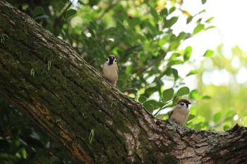 Eurasian Tree Sparrow Osaka castle park Sun, 11/1/2020