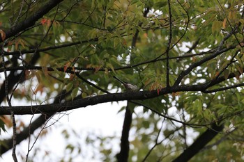 Long-tailed Tit Osaka castle park Sun, 11/1/2020