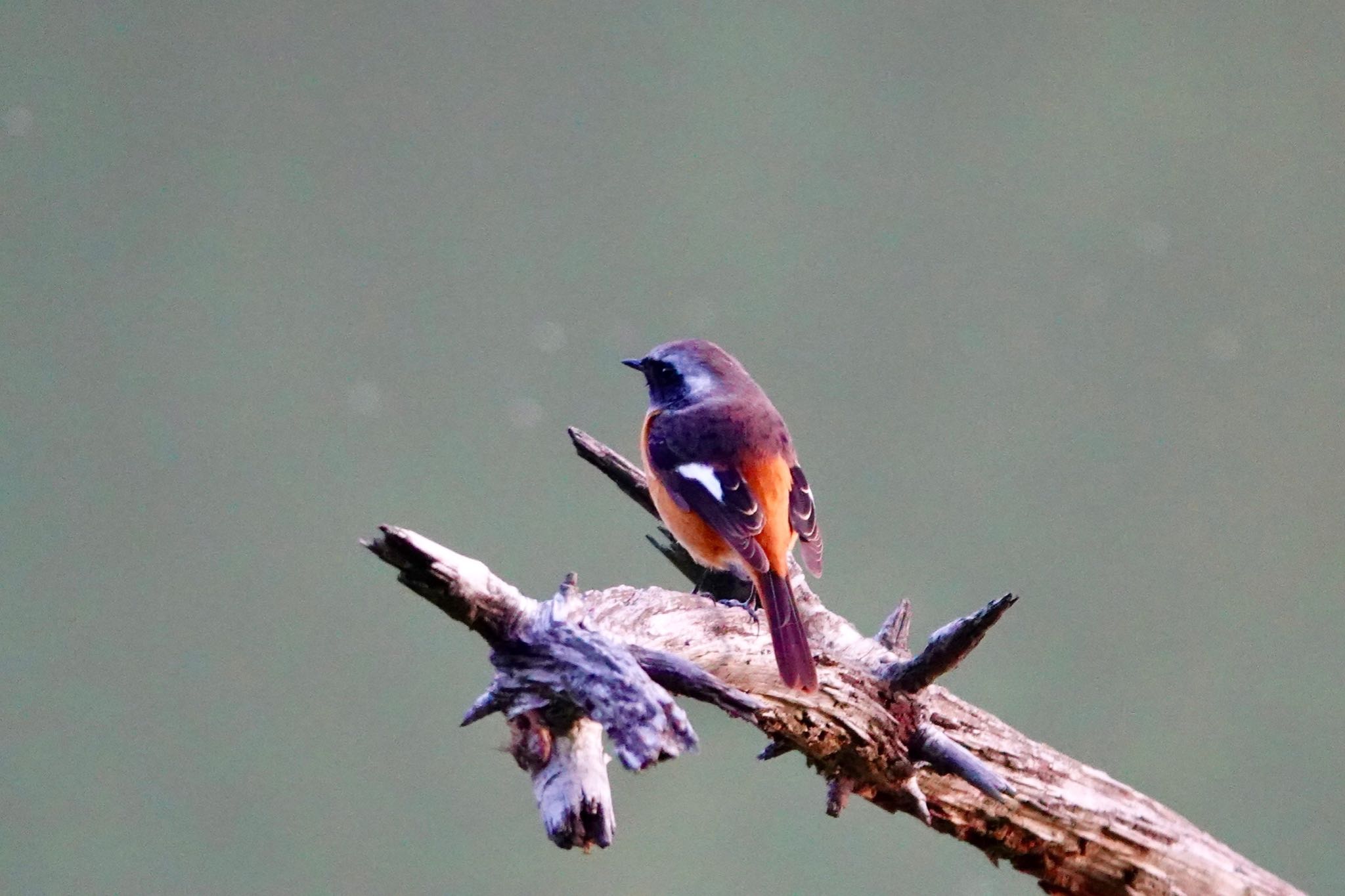 Photo of Daurian Redstart at 姫路市自然観察の森 by speedgame