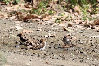 Eurasian Tree Sparrow Osaka castle park Wed, 8/31/2016