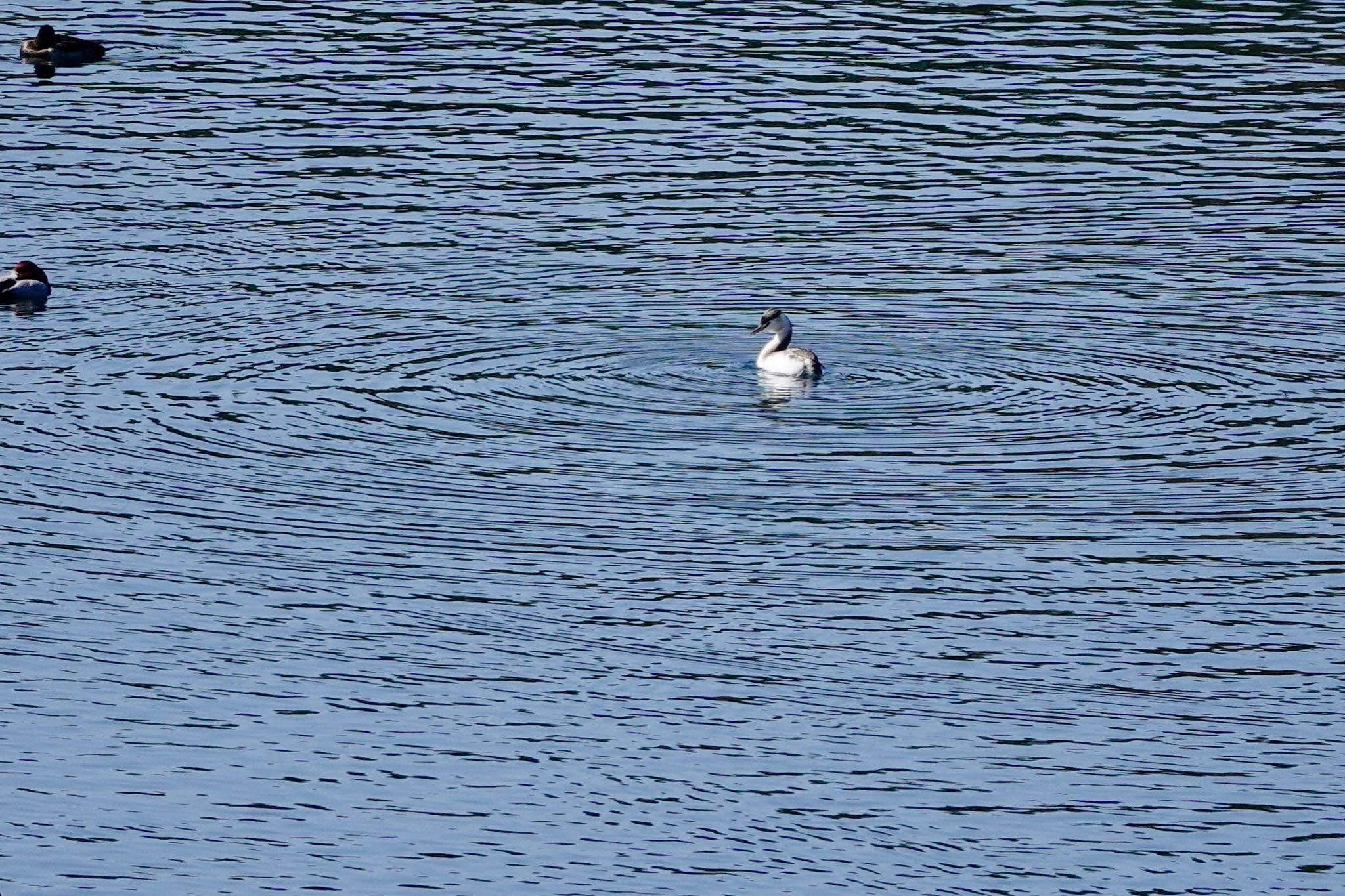 Photo of Great Crested Grebe at 姫路市自然観察の森 by speedgame