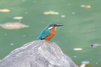 カワセミ 代々木公園 2020年10月30日(金)