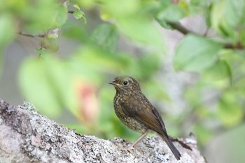 Collared Bush Robin 阿里山国家森林遊楽区 Tue, 7/19/2016