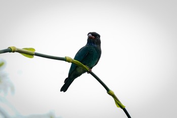 Oriental Dollarbird Gardens by the Bay (Singapore) Sun, 11/1/2020