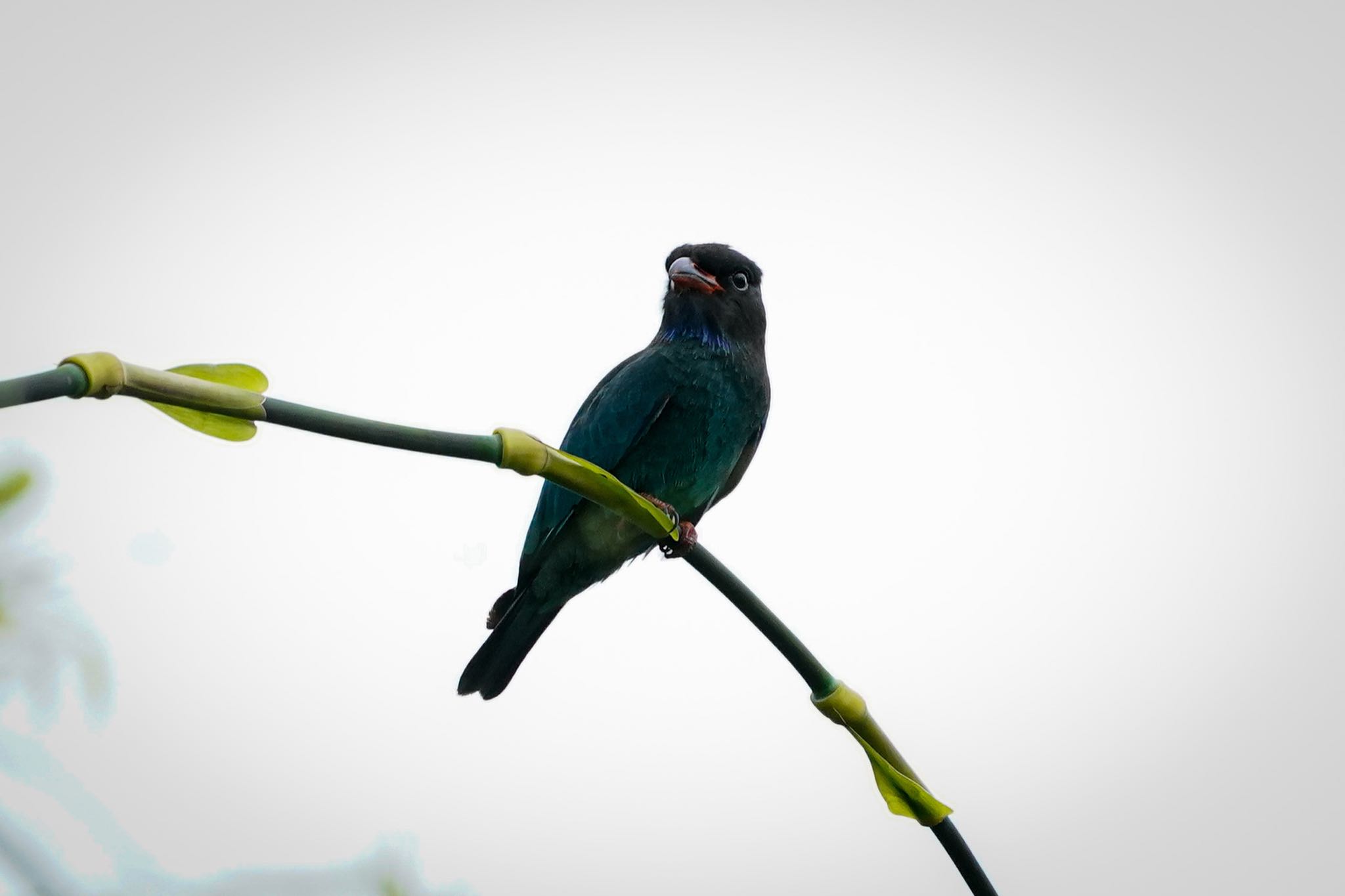 Photo of Oriental Dollarbird at Gardens by the Bay (Singapore) by T K