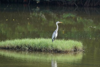 Grey Heron Sungei Buloh Wetland Reserve Sun, 11/1/2020