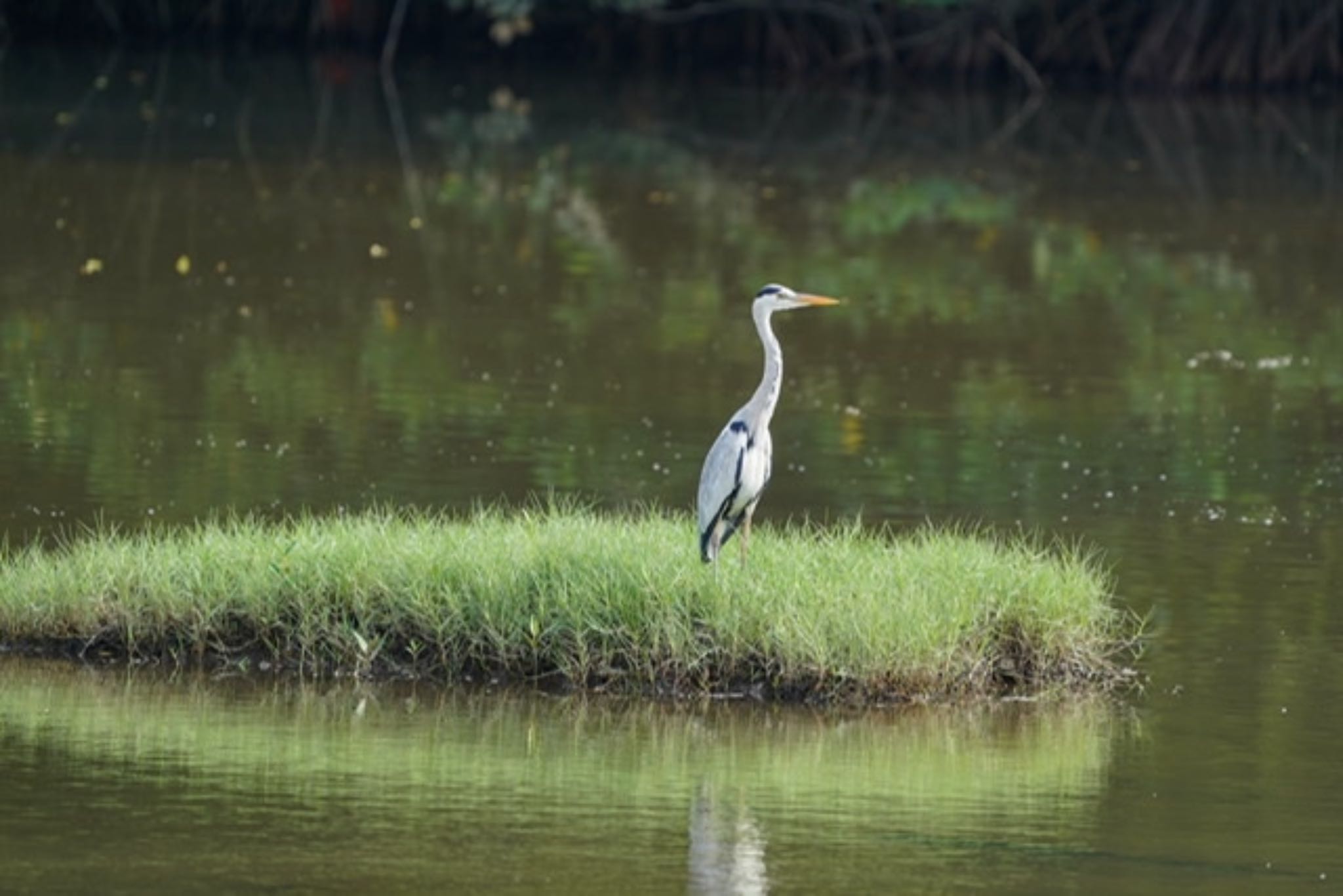 Sungei Buloh Wetland Reserve アオサギの写真 by T K