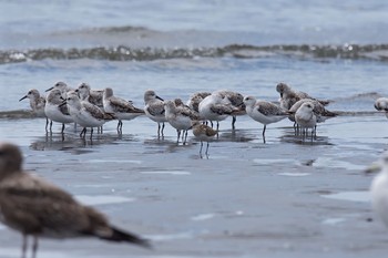 ミユビシギ ふなばし三番瀬海浜公園 2016年9月3日(土)