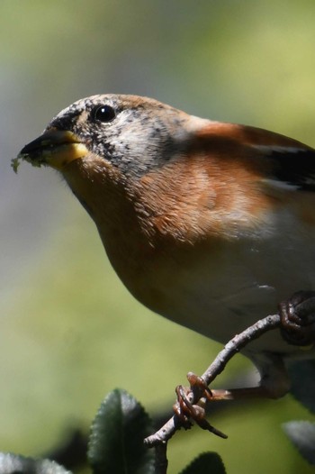 2020年10月31日(土) 旭公園の野鳥観察記録