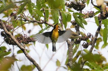 Narcissus Flycatcher 菊水山 Fri, 10/30/2020