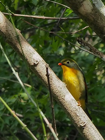 ソウシチョウ 早戸川林道 2020年11月1日(日)