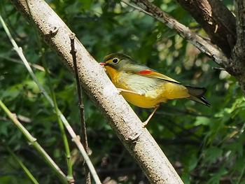 ソウシチョウ 早戸川林道 2020年11月1日(日)