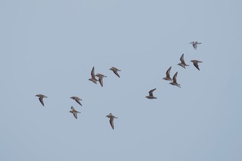 Siberian Sand Plover Sambanze Tideland Sat, 9/3/2016