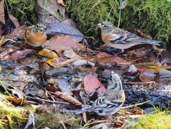 アトリ 西湖野鳥の森公園 2020年10月30日(金)