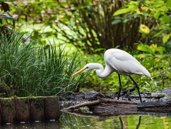 ダイサギ 小山田緑地公園 2020年10月4日(日)