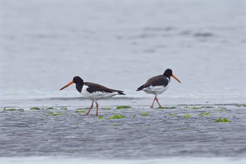 Eurasian Oystercatcher Sambanze Tideland Sat, 9/3/2016