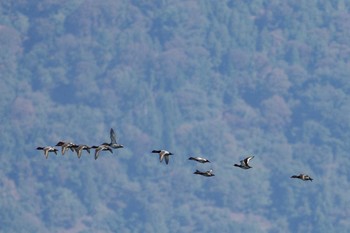 ホシハジロ 新旭水鳥観察センター 2020年10月25日(日)