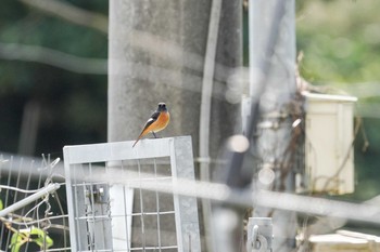 ジョウビタキ 新旭水鳥観察センター 2020年10月25日(日)