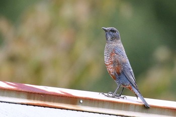 Blue Rock Thrush 三重県伊賀市 Wed, 9/7/2016