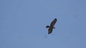 2020年11月1日(日) 芝川第一調節池(芝川貯水池)の野鳥観察記録