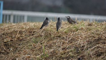 ムクドリ 芝川第一調節池(芝川貯水池) 2020年11月1日(日)