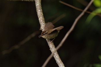 Asian Stubtail Hayatogawa Forest Road Mon, 5/2/2016