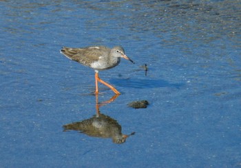 Common Redshank Osaka Nanko Bird Sanctuary Tue, 10/27/2020