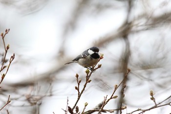 ヒガラ 柳沢峠 2016年4月24日(日)