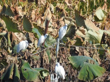 コサギ つつじが岡公園 2020年10月31日(土)