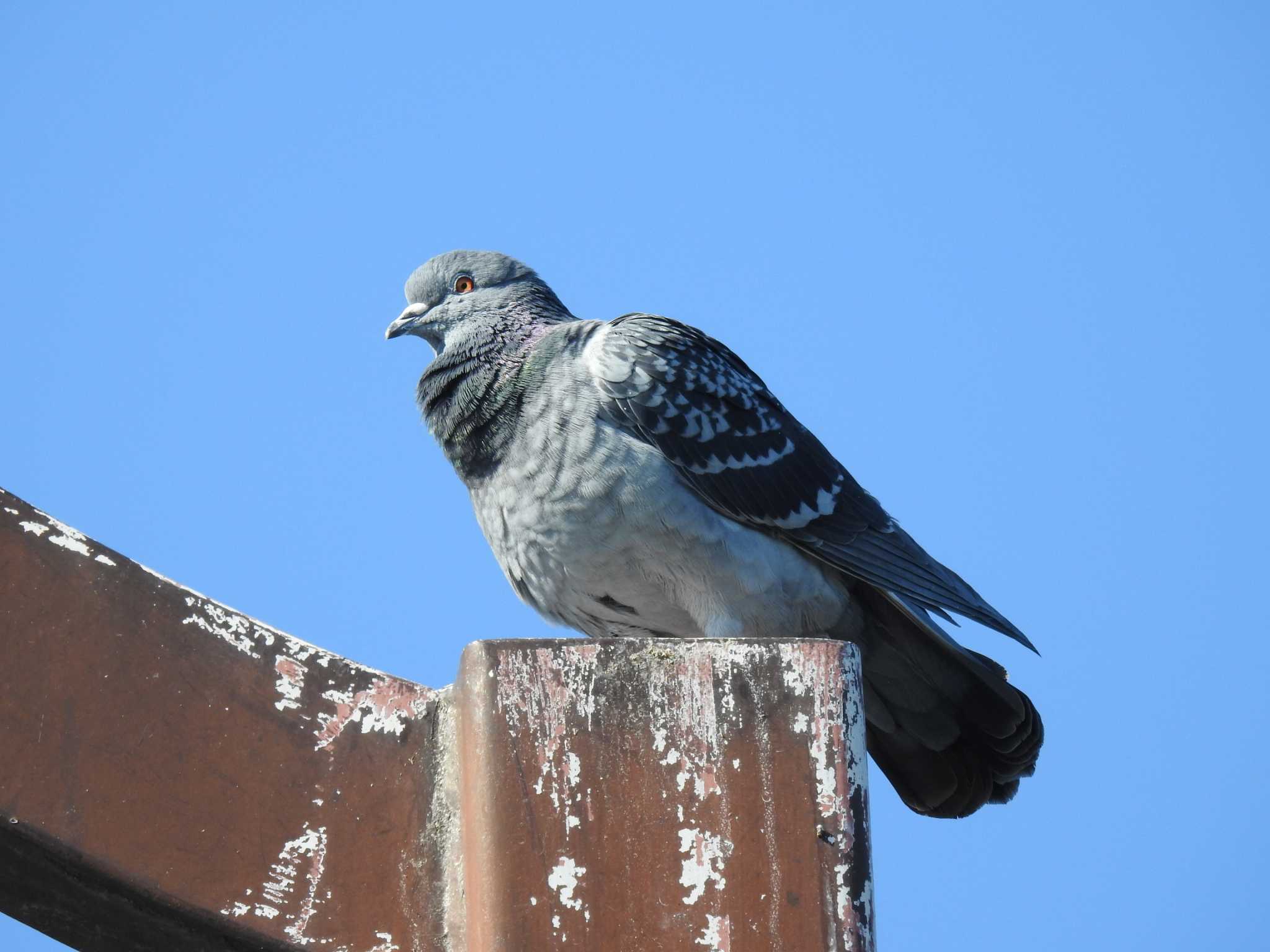 カワラバト