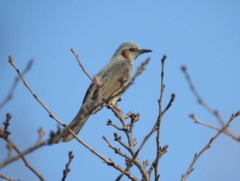 2020年10月31日(土) つつじが岡公園の野鳥観察記録