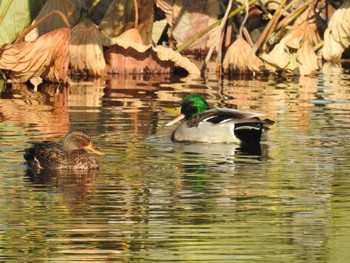 マガモ つつじが岡公園 2020年10月31日(土)