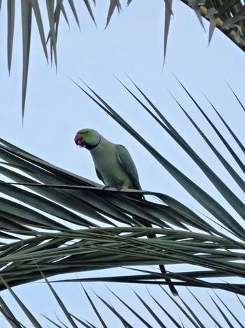 2020年10月31日(土) Tel Aviv, Israel の野鳥観察記録