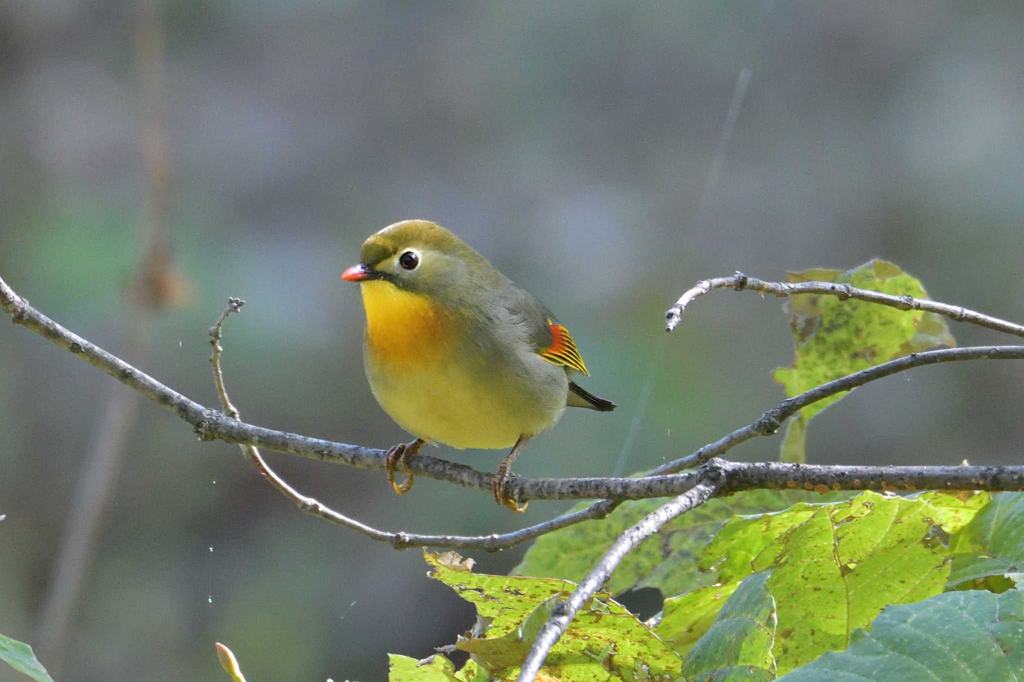 アルプス公園 ソウシチョウの写真