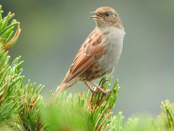 Japanese Accentor Unknown Spots Fri, 9/9/2016