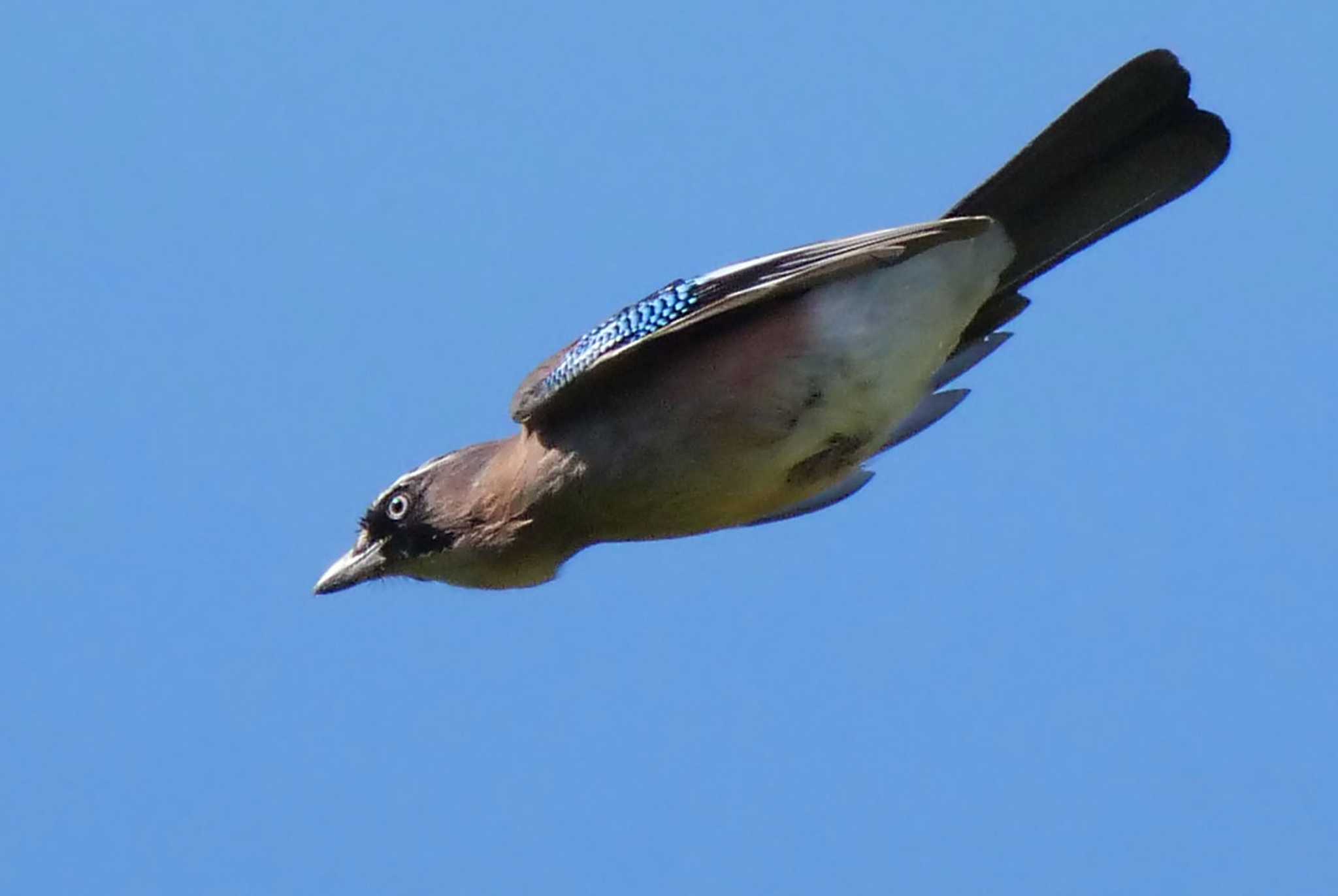 青空を魚のように泳ぐカケスさんww4