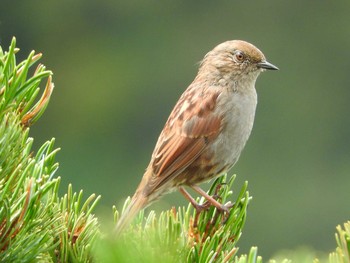 Japanese Accentor Unknown Spots Fri, 9/9/2016