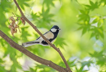 シジュウカラ 井頭公園 2020年10月25日(日)